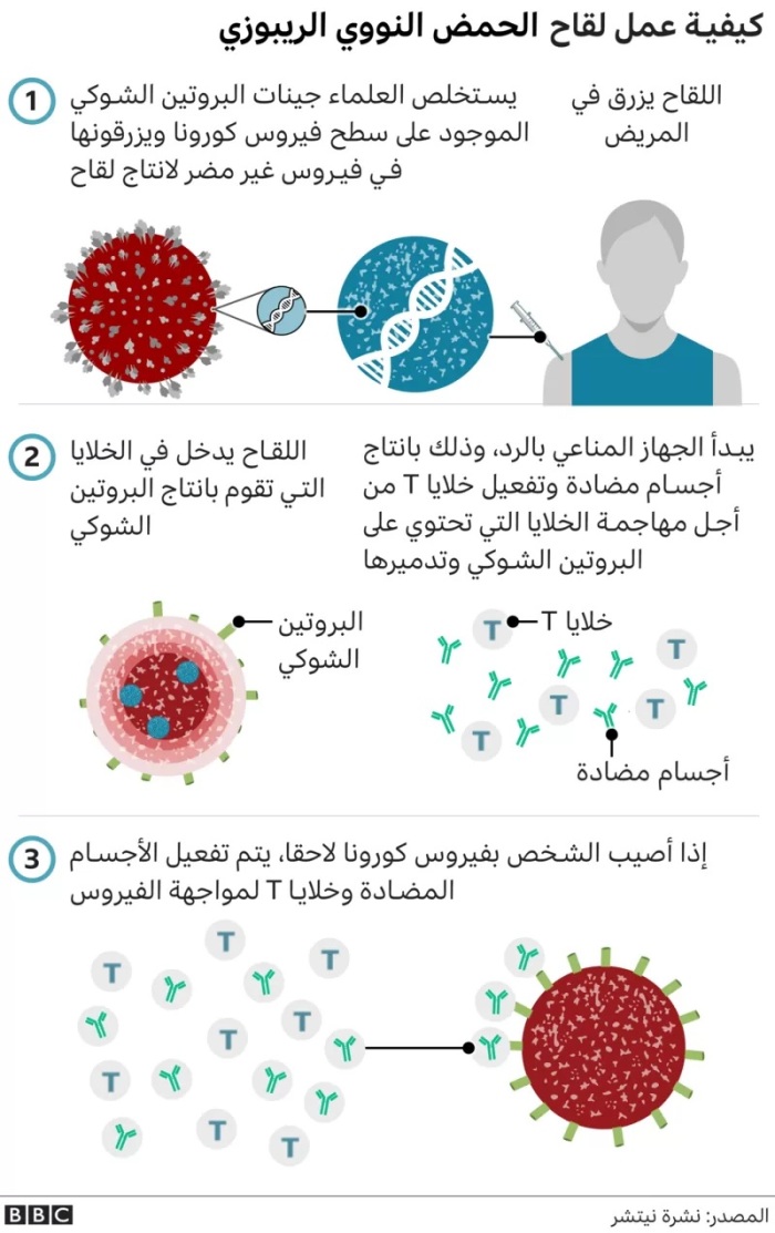 كيفية عمل الحمض النووي الريبوزي المضاد لفيروس كورونا